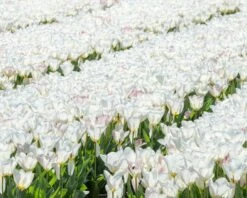Tulip 'White Emperor' -Flowers Sales Store tulip purissima 3