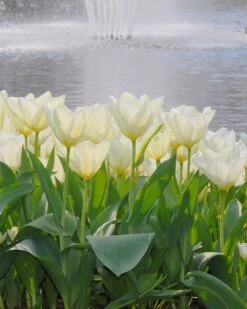 Flowers Sales Store -Flowers Sales Store tulip purissima 4