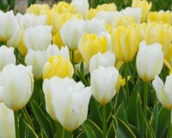 Tulip 'White Emperor' -Flowers Sales Store tulip purissima 6