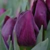 Tulip 'Purple Lady' -Flowers Sales Store tulip purple lady 1