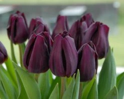 Tulip 'Purple Lady' -Flowers Sales Store tulip purple lady 2
