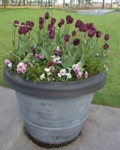 Tulip 'Purple Lady' -Flowers Sales Store tulip purple lady 3