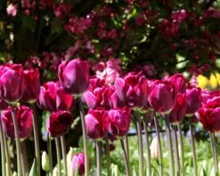 Tulip 'Purple Lady' -Flowers Sales Store tulip purple lady 3 58c8184c 5352 4c8b ad4c 4715267c6c9b