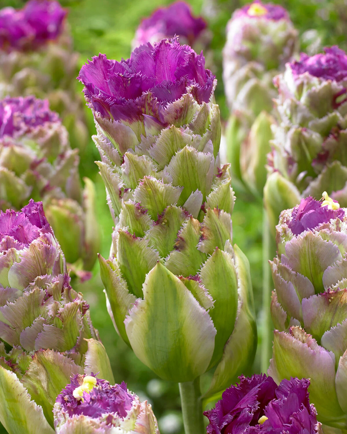 Tulip 'Purple Tower' 5 Tulip 'Purple Tower' - Image 3