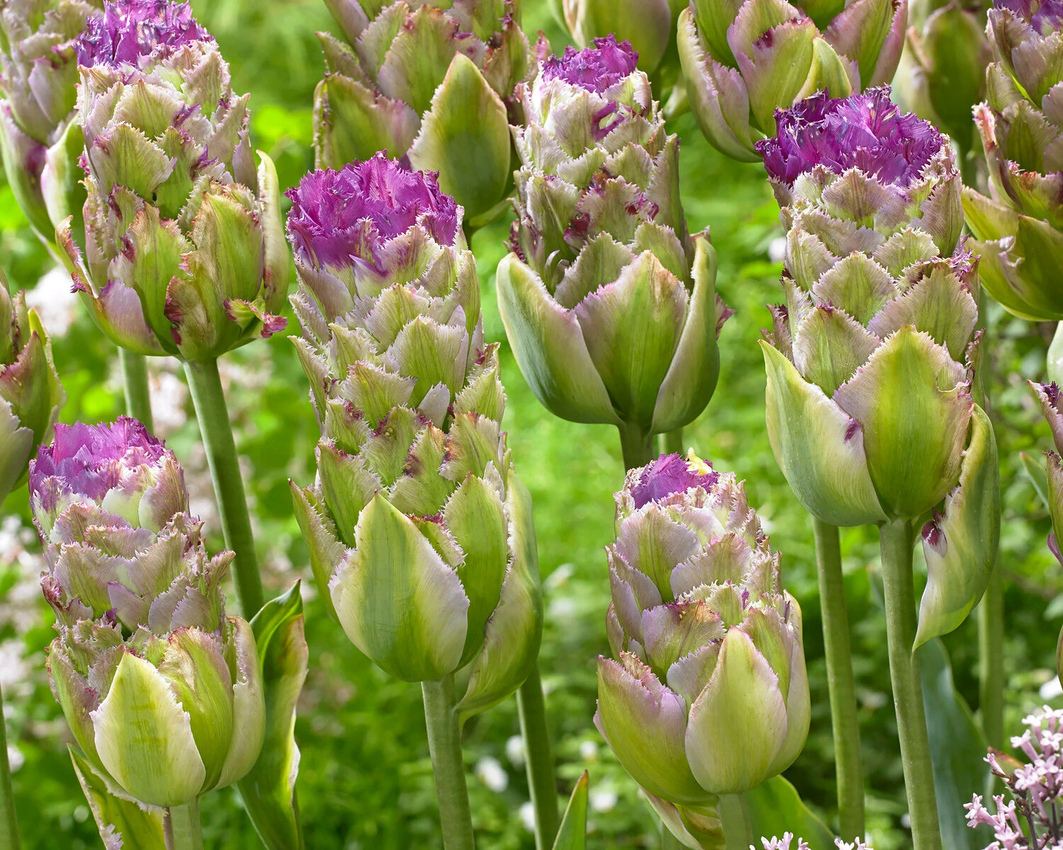 Tulip 'Purple Tower' 6 Tulip 'Purple Tower' - Image 4