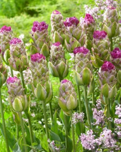 Tulip 'Purple Tower' 7 Tulip 'Purple Tower' -Flowers Sales Store tulip purple tower 3