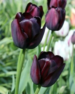 Flowers Sales Store -Flowers Sales Store tulip queen of night 0
