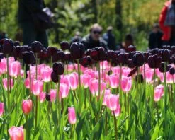 Tulip 'Queen Of Night' -Flowers Sales Store tulip queen of night 2 7ef1d6c4 99f6 43f3 847e 093c5913137f