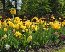 Tulip 'Queen Of Night' -Flowers Sales Store tulip queen of night 3