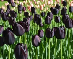 Tulip 'Queen Of Night' -Flowers Sales Store tulip queen of night 4