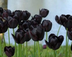 Tulip 'Queen Of Night' -Flowers Sales Store tulip queen of night 5