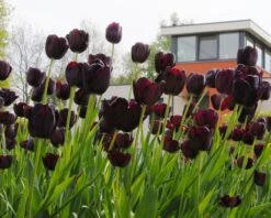 Tulip 'Queen Of Night' -Flowers Sales Store tulip queen of night 7