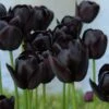 Tulip 'Queen Of Night' 1 Tulip 'Queen Of Night' -Flowers Sales Store tulip queen of night 8