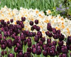 Tulip 'Queen Of Night' -Flowers Sales Store tulip queen of night 9