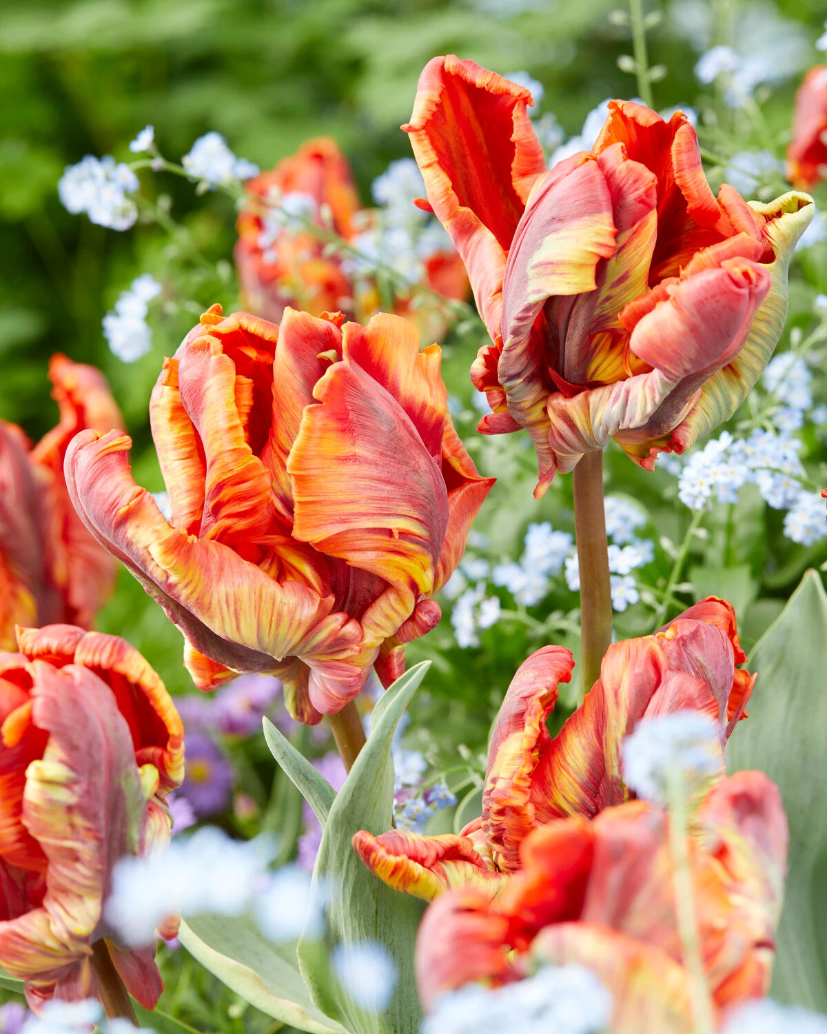 Tulip 'Rasta Parrot' 4 Tulip 'Rasta Parrot' - Image 2