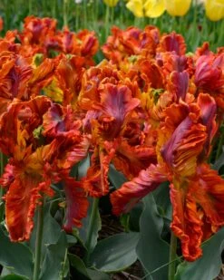 Tulip 'Rasta Parrot' 17 Tulip 'Rasta Parrot' -Flowers Sales Store tulip rasta parrot 6