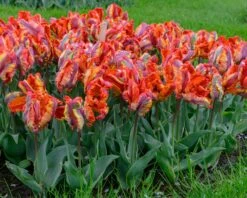 Tulip 'Rasta Parrot' 16 Tulip 'Rasta Parrot' -Flowers Sales Store tulip rasta parrot 7