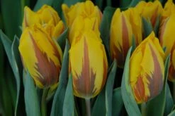 Tulip 'Ravana' -Flowers Sales Store tulip ravana 3