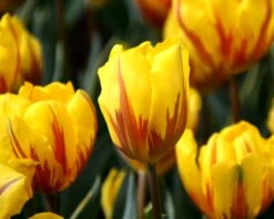 Tulip 'Ravana' -Flowers Sales Store tulip ravana 3 11257189 976a 40e5 9678 e3538fdd6548