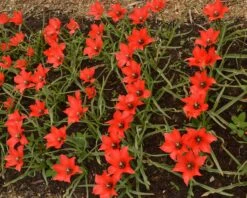 Tulip 'Red Hunter' -Flowers Sales Store tulip red hunter 4