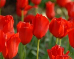 Tulip 'Red Hunter' -Flowers Sales Store tulip red hunter 7