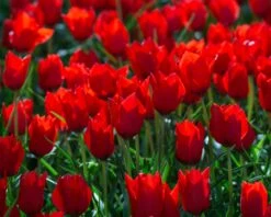 Tulip 'Red Hunter' -Flowers Sales Store tulip red hunter 8