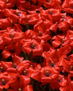 Tulip 'Red Hunter' -Flowers Sales Store tulip red hunter 9