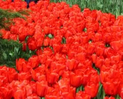 Tulip 'Red Impression' 14 Tulip 'Red Impression' -Flowers Sales Store tulip red impression 1 e87c7815 2e68 4783 bf86 bac4b1c60725