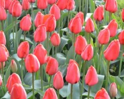 Tulip 'Red Impression' 15 Tulip 'Red Impression' -Flowers Sales Store tulip red impression 2