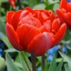 Tulip 'Red Princess' -Flowers Sales Store tulip red princess 0