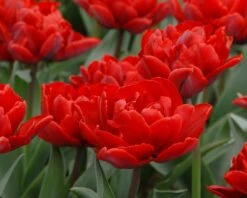 Tulip 'Red Princess' 12 Tulip 'Red Princess' -Flowers Sales Store tulip red princess 3