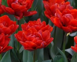 Tulip 'Red Princess' 14 Tulip 'Red Princess' -Flowers Sales Store tulip red princess 4