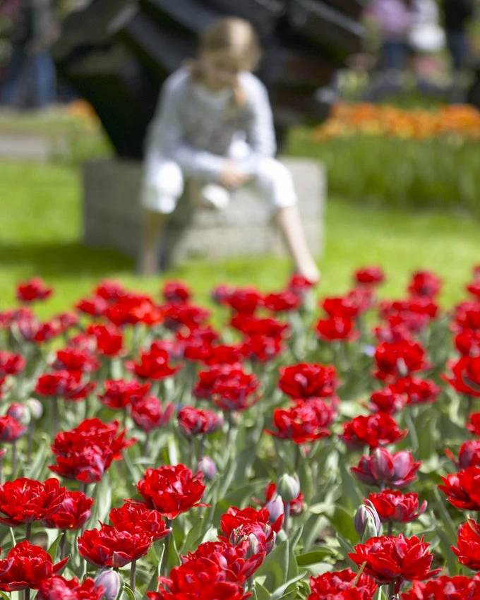 Tulip 'Red Princess' 7 Tulip 'Red Princess' - Image 5