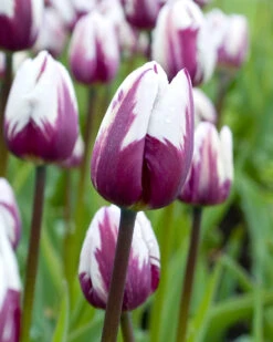 Tulip 'Rems Favourite' -Flowers Sales Store tulip rems favourite 0