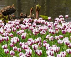 Tulip 'Rems Favourite' -Flowers Sales Store tulip rems favourite 1