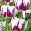 Tulip 'Rems Favourite' 2 Tulip 'Rems Favourite' -Flowers Sales Store tulip rems favourite 1 f17a945d 803d 494a 8e0f c6299022ed09