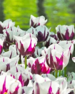 Tulip 'Rems Favourite' -Flowers Sales Store tulip rems favourite 3