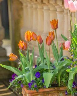 Tulip 'Request' 28 Tulip 'Request' -Flowers Sales Store tulip request 13