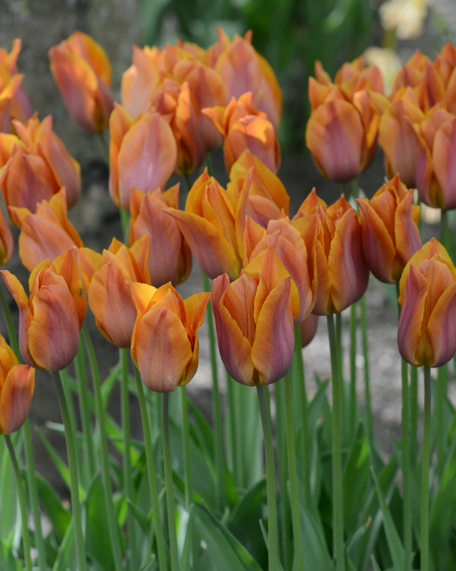 Tulip 'Request' 21 Tulip 'Request' - Image 19