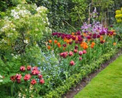 Tulip 'Request' 25 Tulip 'Request' -Flowers Sales Store tulip request 9