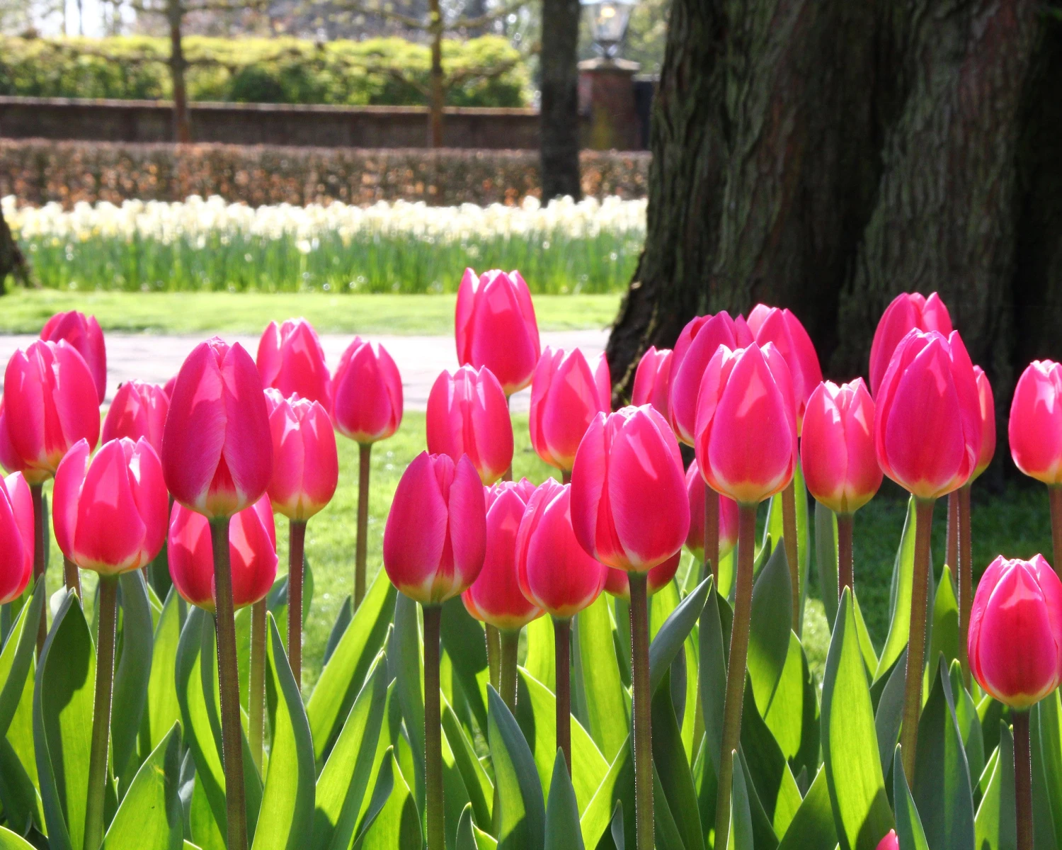 Tulip 'Rosy Delight' 5 Tulip 'Rosy Delight' - Image 3