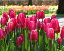 Tulip 'Rosy Delight' 13 Tulip 'Rosy Delight' -Flowers Sales Store tulip rosy delight 3