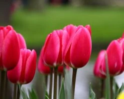 Tulip 'Rosy Delight' 17 Tulip 'Rosy Delight' -Flowers Sales Store tulip rosy delight 7