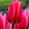 Tulip 'Rosy Delight' 1 Tulip 'Rosy Delight' -Flowers Sales Store tulip rosy delight 8