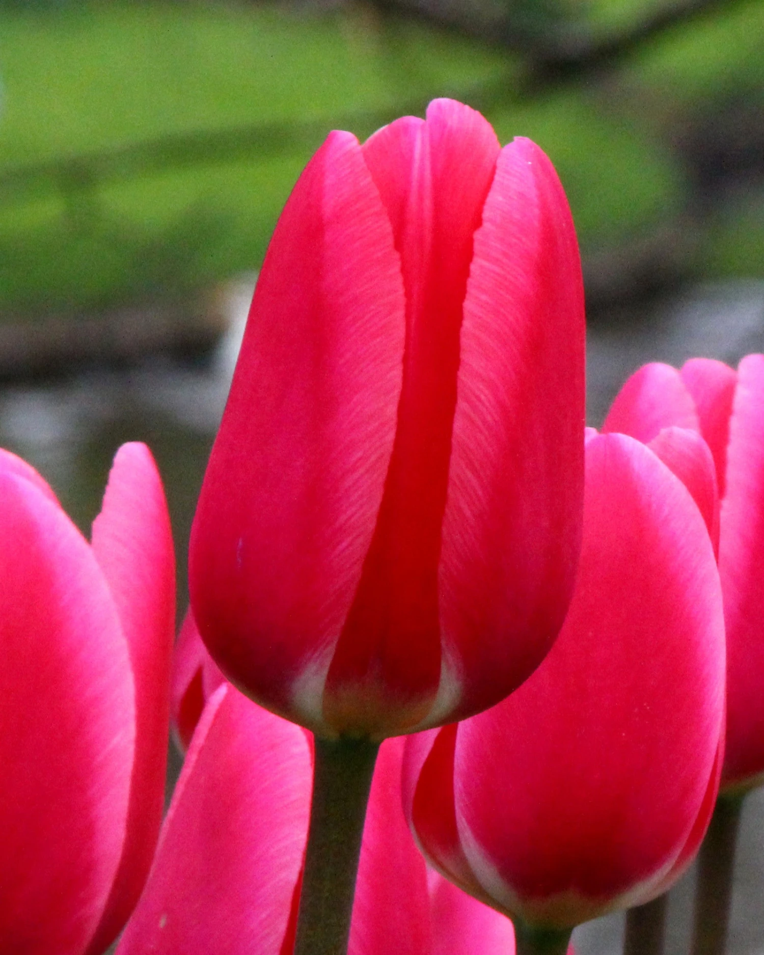 Tulip 'Rosy Delight' 3 Tulip 'Rosy Delight'