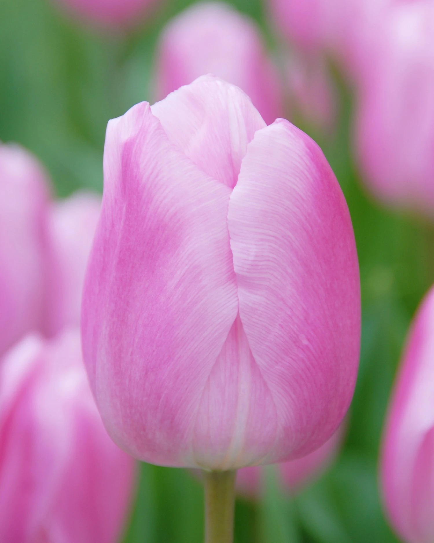 Tulip 'Saint Petersburg' 3 Tulip 'Saint Petersburg'