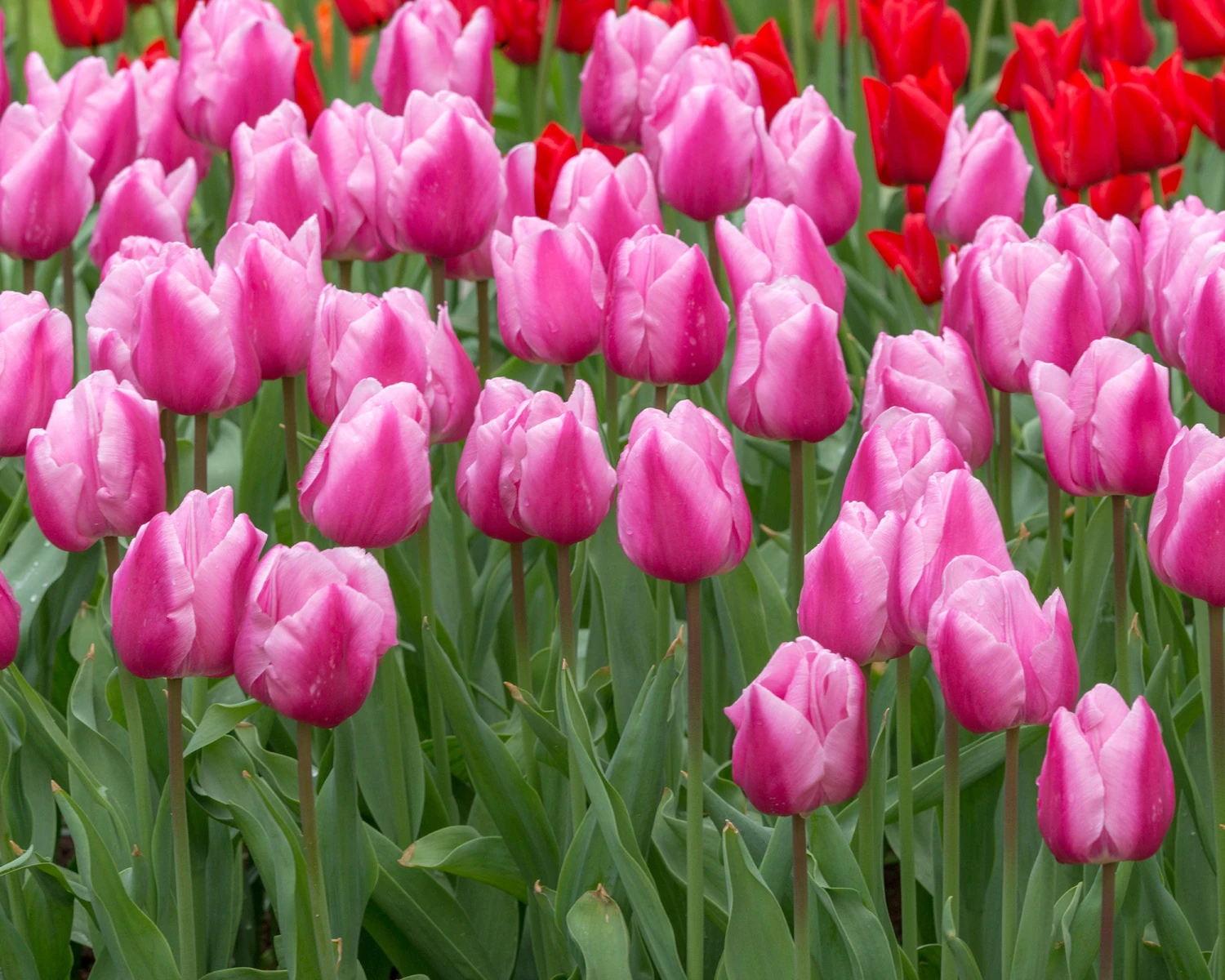 Tulip 'Saint Petersburg' 5 Tulip 'Saint Petersburg' - Image 3