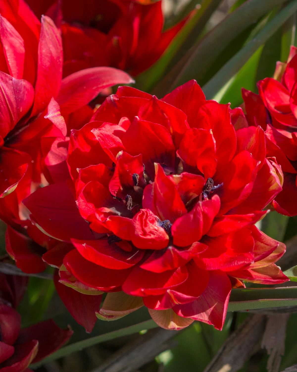 Tulip 'Samantha' 3 Tulip 'Samantha'