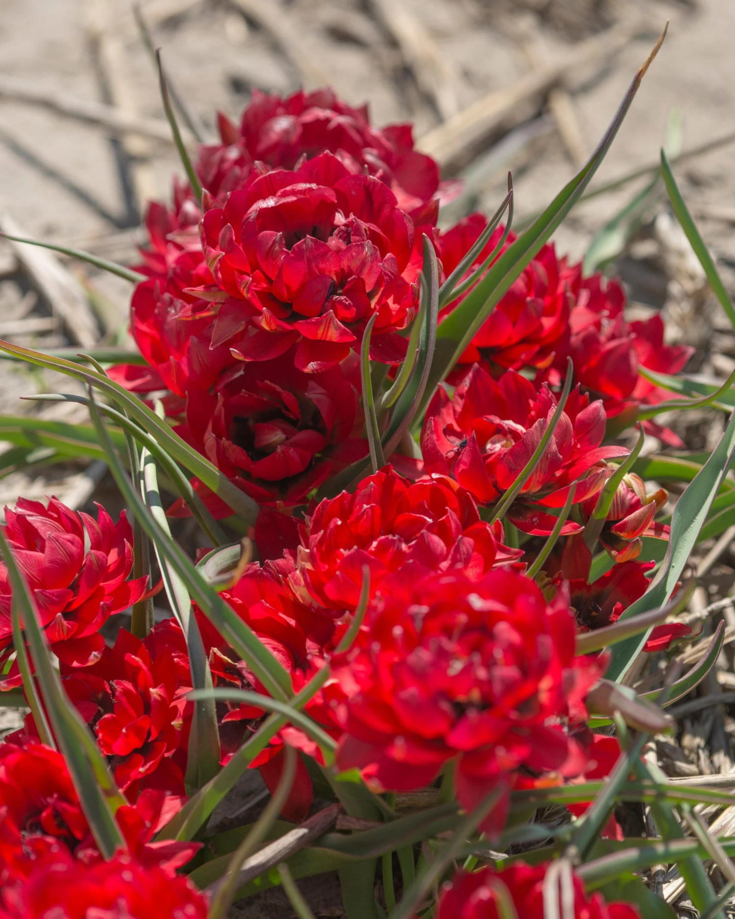 Tulip 'Samantha' 4 Tulip 'Samantha' - Image 2