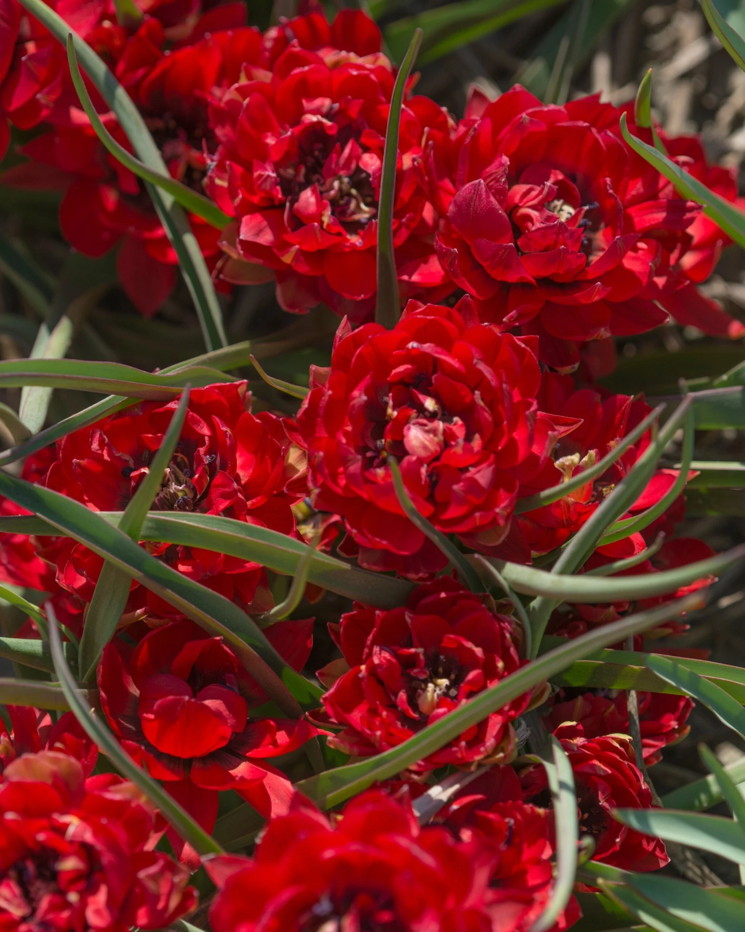 Tulip 'Samantha' 6 Tulip 'Samantha' - Image 4